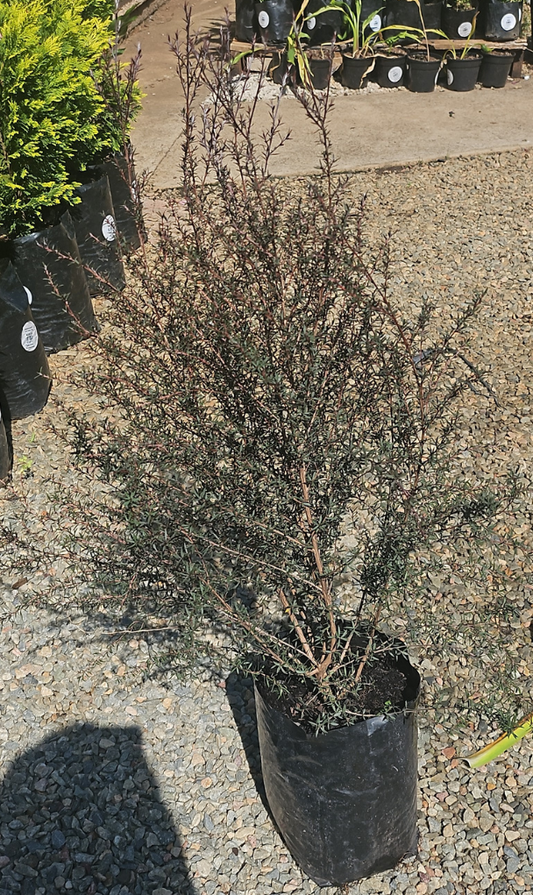 Leptospermum 5l Various