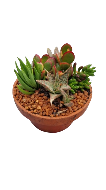 Terracotta Bowl 16cm with mixed succulents