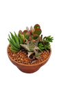 Terracotta Bowl 16cm with mixed succulents