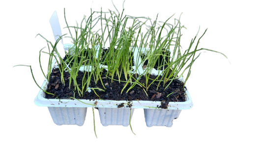 Onion Texas Grano - 6 Pack Seedling Tray
