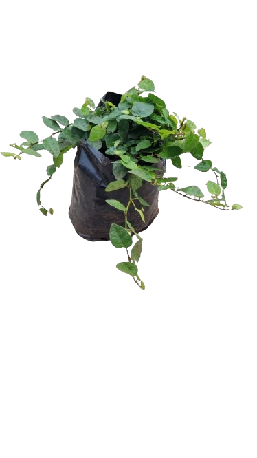 Tickey Creeper Various sizes