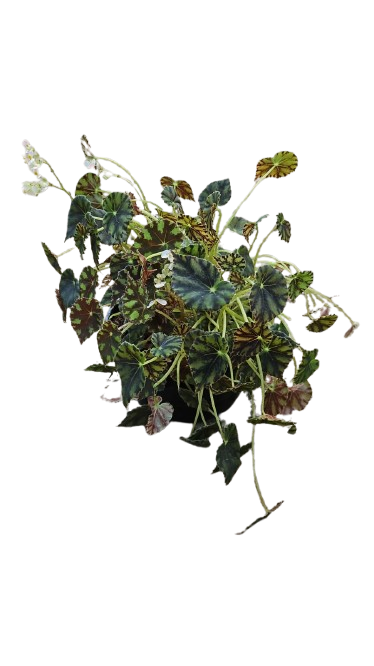 Begonia bowerae 'Tiger Paws' 16.5cm
