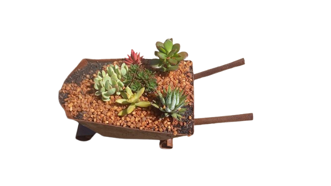 Tin Barrow Decorative Succulent