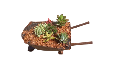 Tin Barrow Decorative Succulent