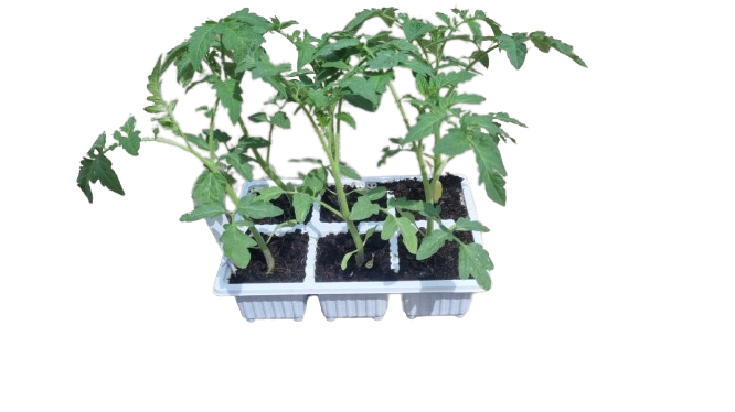 Tomato Floradade 6 Pack Seedling Tray