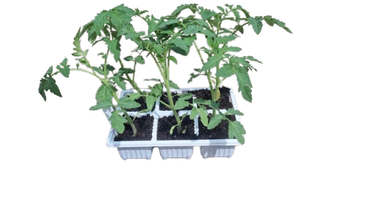 Tomato Floradade 6 Pack Seedling Tray