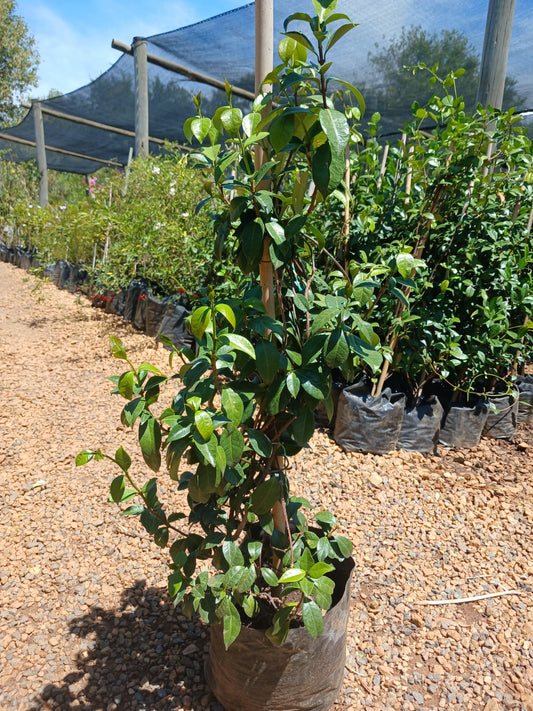 Trachelospermum Jasminoides 10L