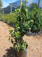 Trachelospermum Jasminoides 10L