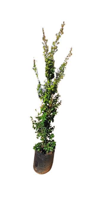 Trichocladus Ellipticus 20L