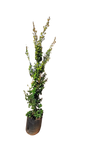 Trichocladus Ellipticus 20L
