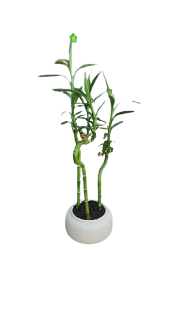 Lucky Bamboo In Ceramic Pot
