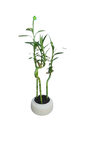 Lucky Bamboo In Ceramic Pot