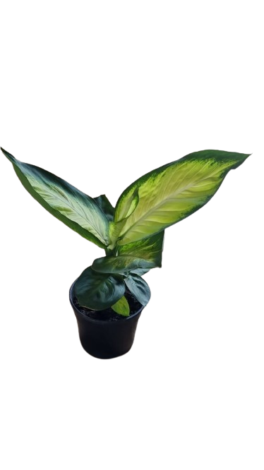 Dieffenbachia Tropic Mariana 14cm