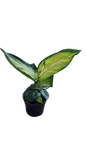 Dieffenbachia Tropic Mariana 14cm