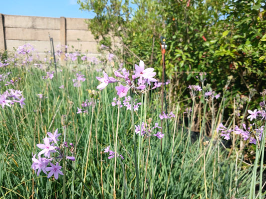 Tulbaghia Green 1.5L