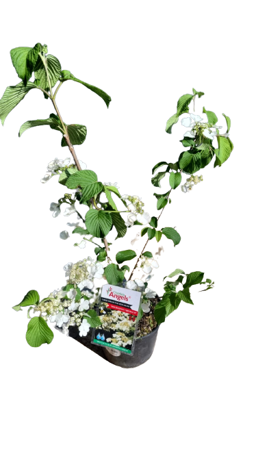Viburnum Plicatum Tomentosum 19cm