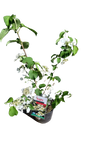 Viburnum Plicatum Tomentosum 19cm