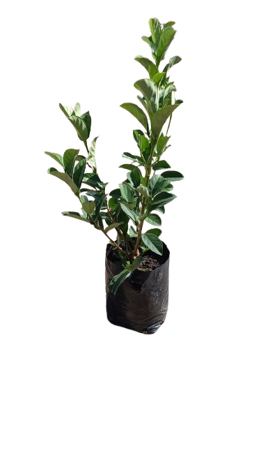 Viburnum Odoratissimum Sinensis 5L