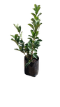 Viburnum Odoratissimum Sinensis 5L