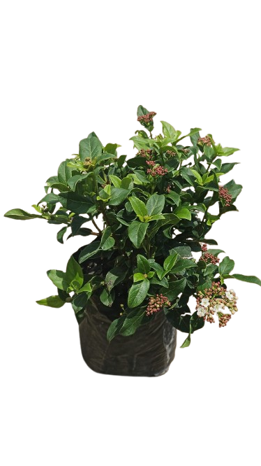 Viburnum Tinus Gwenllian 5L