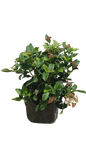 Viburnum Tinus Gwenllian 5L