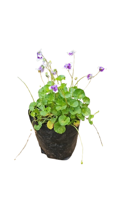 Viola Hederocea 2.5L