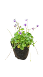 Viola Hederocea 2.5L