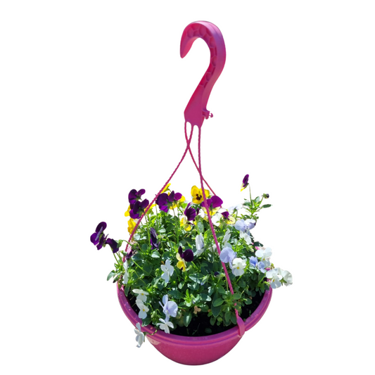 Viola Hanging Basket