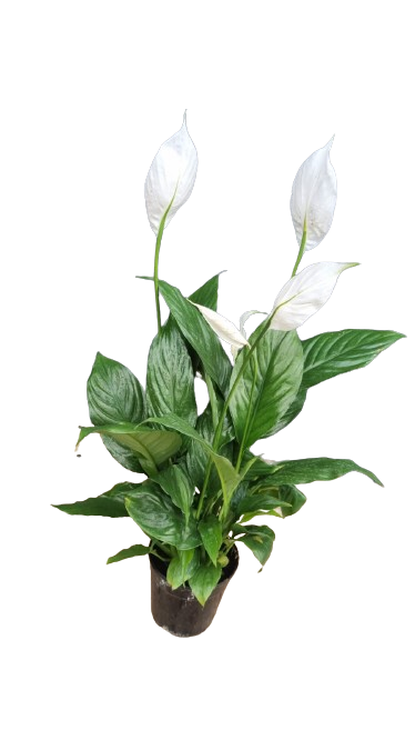 Spathiphyllum wallisii 'Chopin' - Various sizes