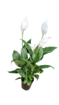 Spathiphyllum wallisii 'Chopin' - Various sizes