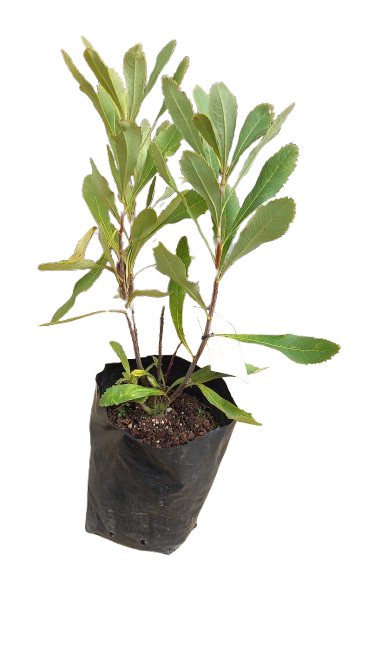 Protea Waratah Australian 5L