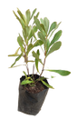 Protea Waratah Australian 5L