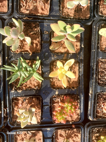 Assorted Mini Pots (5 cm) Filled With Various  Succulents (Sold Separately)