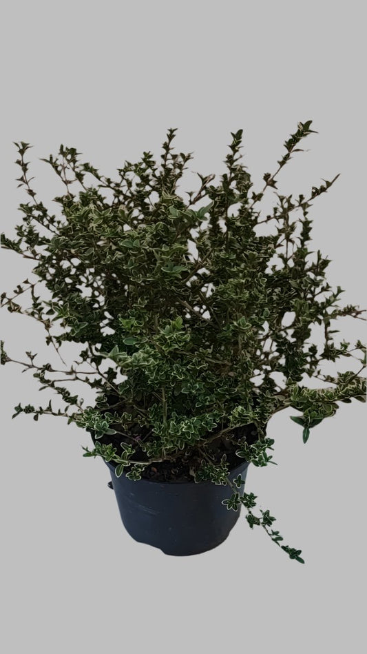 Serissa Foedita 17cm