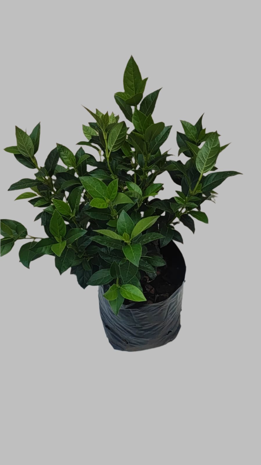 Viburnum Eve Prince Pink 5L