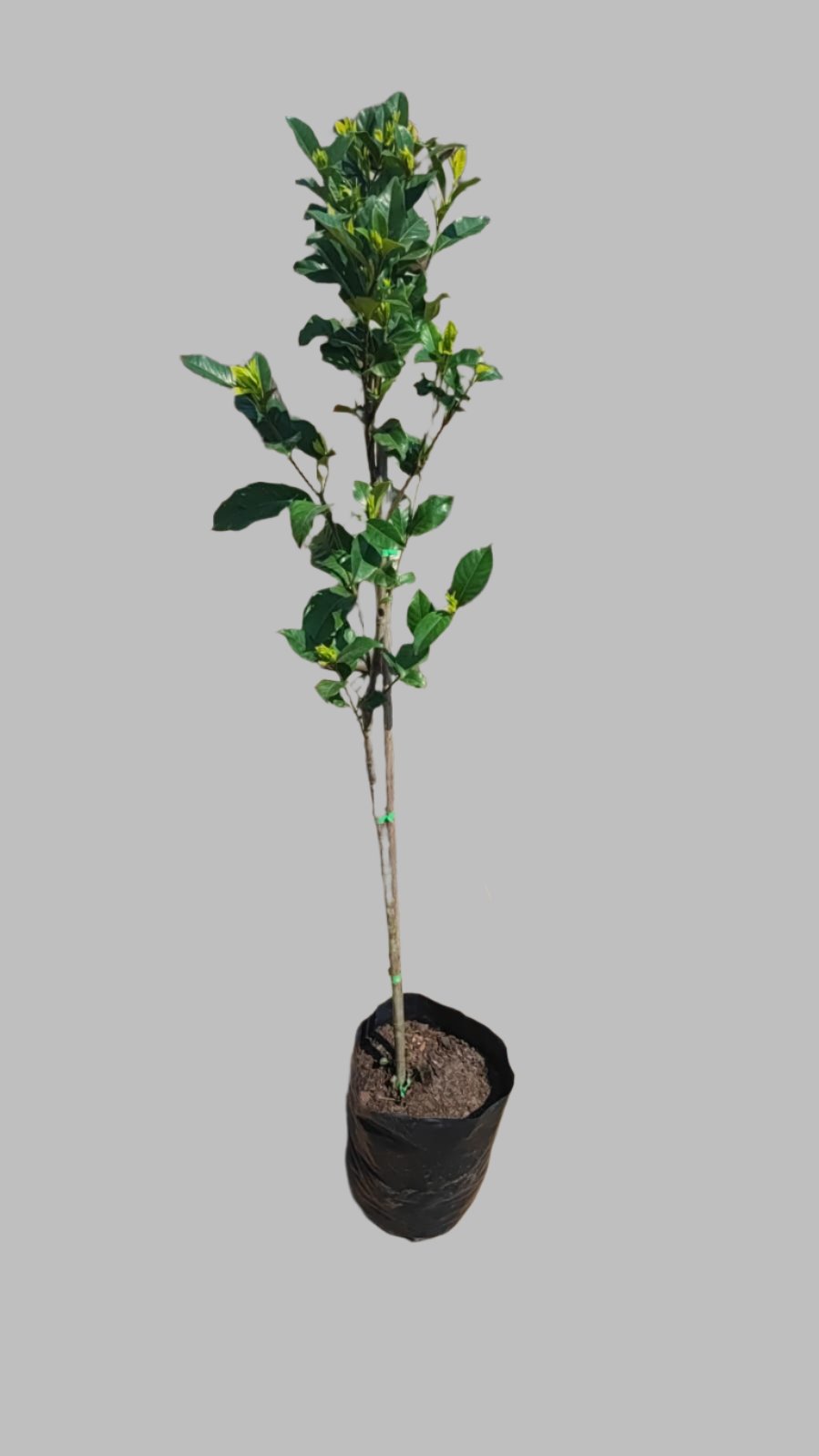 Gardenia Augusta Belmont Std 8L
