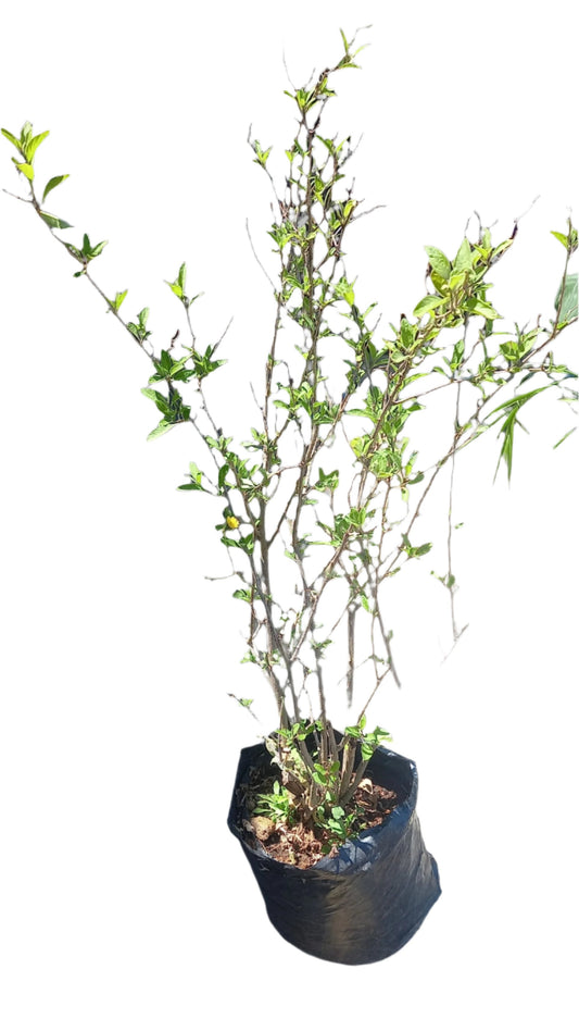 Lycianthes Rantonnetii 10L (potato Bush)
