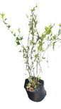 Lycianthes Rantonnetii 10L (potato Bush)