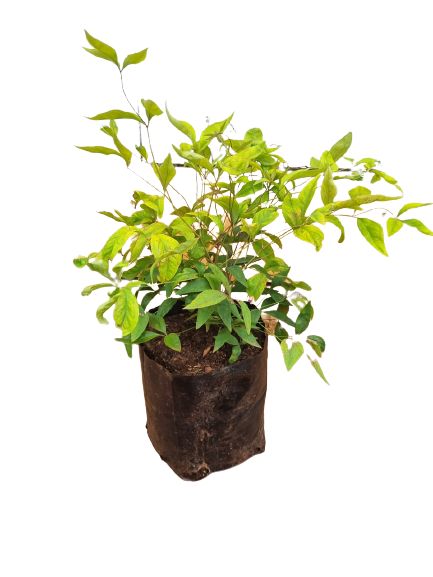 Nandina Pygmaea Dwarf 10L