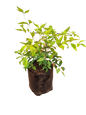 Nandina Pygmaea Dwarf 10L
