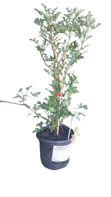 Pelargonium Quercifolium 17cm