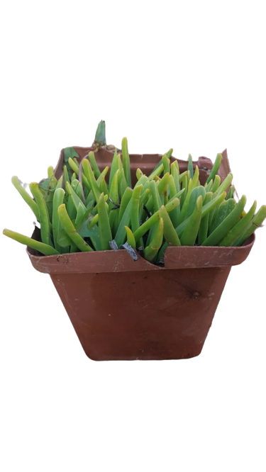 Bergeranthus Assorted