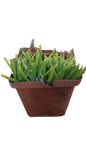 Bergeranthus Assorted