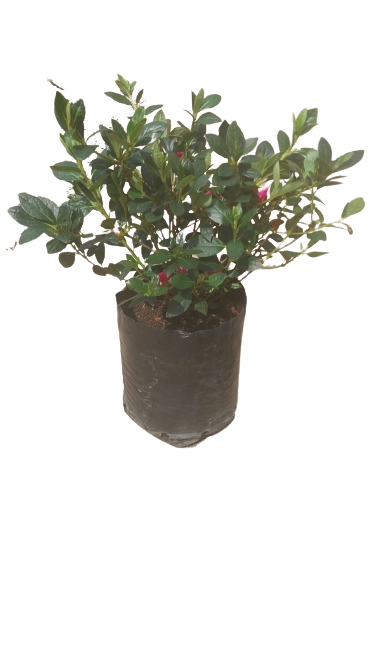 Azalea Sweet Rosy Pink 5L