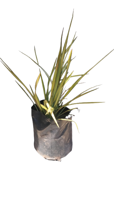 Apricot Flax  10L