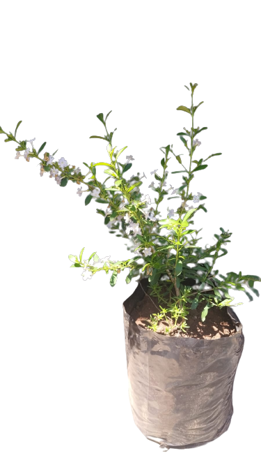 Freylinia White 10L