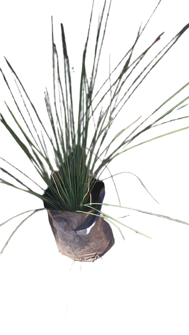 Juncus 10L
