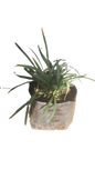 Liriope Green 3L