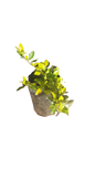 Duranta (Chinese Gold) 1.5L