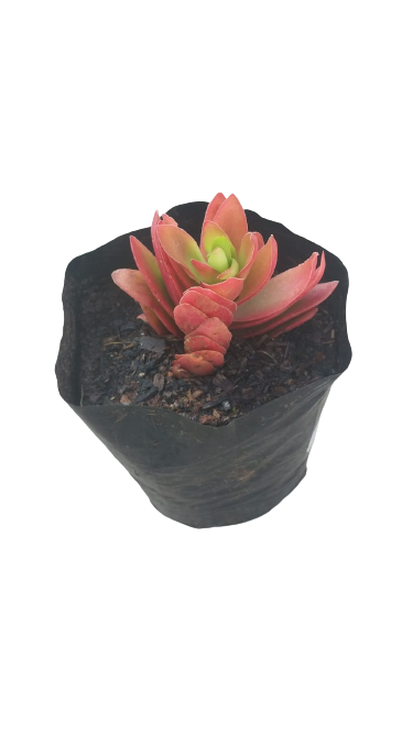 Crassula Campfire 1.5L